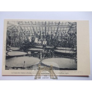Wrocław, Breslau, Ogród Botaniczny, Victoria Regia, ok. 1900
