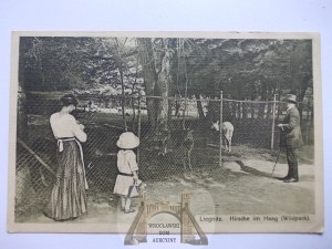 Legnica, Liegnitz, ZOO, deer, 1914