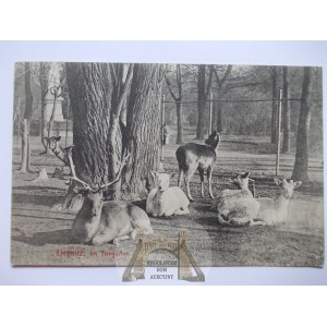 Legnica, Liegnitz, wybieg dla dzikich zwierząt, 1911