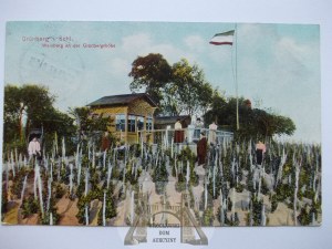 Green Mountain, Grunberg, vineyard, 1913
