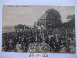 Zielona Góra, Grunberg, vineyard, 1916
