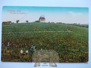 Zielona Góra, Grunberg, vineyard, 1927