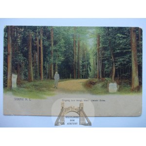 Żary, Sorau, las, ok.1900