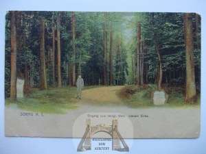 Zary, Sorau, forest, ca.1900