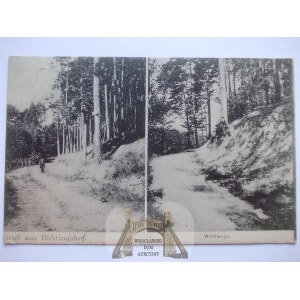Bogdaniec k. Gorzów, droga w lesie, 1916