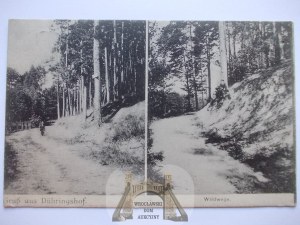 Bogdaniec near Gorzow, road in the forest, 1916