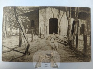 Poznan, Zoological Garden, deer 1933