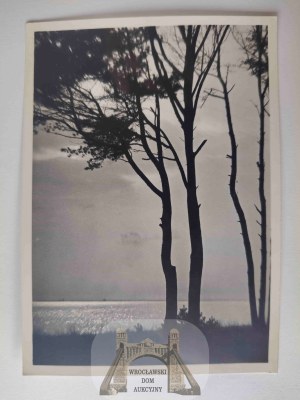 Puck, pines on the Bay of Puck, published by Książnica Atlas 1939
