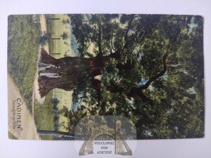 Kadyny near Elblag, thousand-year-old oak tree 1912