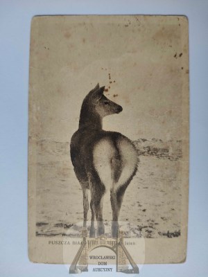 Bialowieza, Bialowieza Forest, young deer ca. 1930.