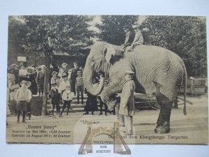 Russia, Königsberg, Konigsberg, Zoological Garden, elephant