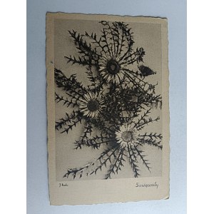 DZIEWIĘCIOSIŁY KWIATY, ZNACZEK 1946 R