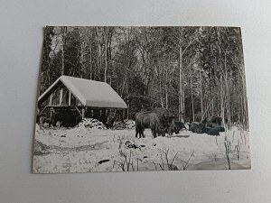 BELOVEZHSKAYA PUSZCZA BISON, BISON