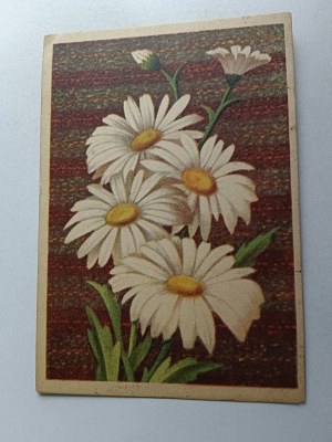 GARDEN CAMOMILE FLOWERS