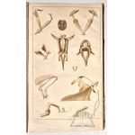 PANDER, Christian Heinrich: Beiträge zur Naturkunde aus den Ostseeprovinzen Russlands,