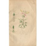 SCHLEIDEN Matthias Jakob - Die Pflanze und ihr Leben (The plant and its life) [Leipzig 1850].