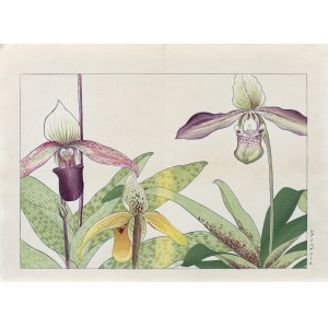 Tanigami Konan (1879-1928), Storczyk sabotek, wyd. Unsodo, Kioto/Japonia, 1917 r.