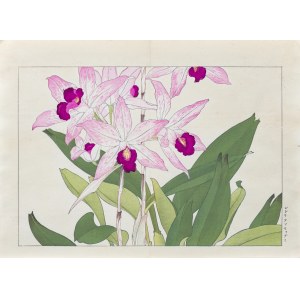 Tanigami Konan (1879-1928), Laelia anceps, pubblicato da Unsodo, Kyoto/Giappone, 1917.