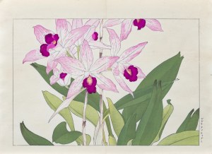 Tanigami Konan (1879-1928), Laelia anceps, published by Unsodo, Kyoto/Japan, 1917.