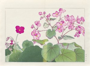 Tanigami Konan (1879-1928), Begonia, published by Unsodo, Kyoto/Japan, 1917.