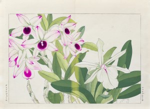 Tanigami Konan (1879-1928), Dendrobium i laelia, wyd. Unsodo, Kioto/Japonia, 1917 r.