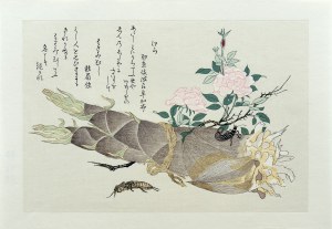 Kitagawa Utamaro (1753-1806), Turkuć podjadek i skorek, z serii: Album wybranych owadów, wyd. Ukiyo-e Hanga Kanko Kai, Japonia/Tokio, okres Showa (po 1960 r.)
