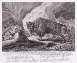 Johann Elias Ridinger (1698-1767), Bison