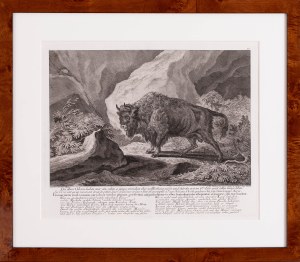 Johann Elias Ridinger (1698-1767), Bison