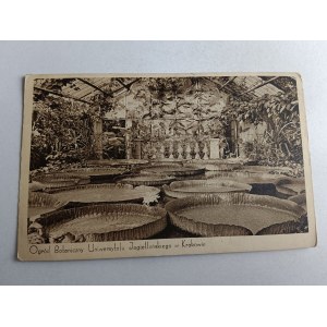 KRAKÓW UNIWERSYTET JEGIELLOŃSKI OGRÓD BOTANICZNY WIKTORJA KRÓLEWSKA VICTORIA REGIA LINDL