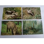 ZESTAW 9 POCZTÓWEK BIAŁOWIEŻA, BIAŁOWIESKI PARK NARODOWY ŻUBR BORSUK DZIK JENOT TARPAN