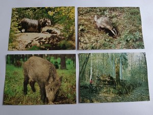 SET OF 9 POSTCARDS BIALOWIEZA, BIALOWIEZA NATIONAL PARK BISON BADGER WILD BOAR RACCOON TARPAN