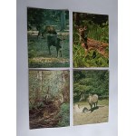 ZESTAW 9 POCZTÓWEK BIAŁOWIEŻA, BIAŁOWIESKI PARK NARODOWY ŻUBR BORSUK DZIK JENOT TARPAN
