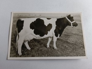 COW VILLAGE MEADOW PASTURE
