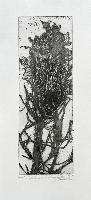 Małgorzata Śledzińska, Golurak, 2017