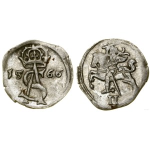 Polska, dwudenar, 1566, Wilno