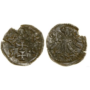 Polska, denar, 1554, Gdańsk