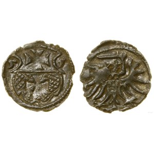 Polska, denar, 1555, Elbląg