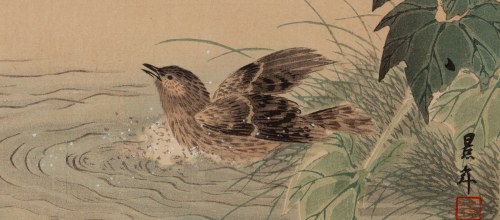 Imao Keinen (1845 - 1924), Kaczka w kąpieli z albumu 