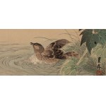 Imao Keinen (1845 - 1924), Kaczka w kąpieli z albumu Keinen Kachō Gafu, 1892