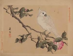 Keibun Matsumura (1779 - 1843), Kakadu biała z albumu 