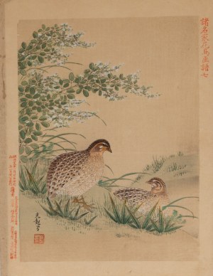 Keibun Matsumura (1779 - 1843), Przepiórki z albumu Sho Meika Kacho Gafu