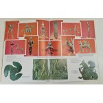 OLYMPIA - ed. by Staurnaras, Corbetis, ed.2009 [illustrations].