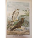 NAUMANN - HISTORIA NATURALNA PTAKÓW / Naturgeschichte der Vögel 449 LITOGRAFII