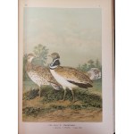 NAUMANN - HISTORIA NATURALNA PTAKÓW / Naturgeschichte der Vögel 449 LITOGRAFII