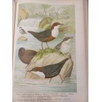 NAUMANN - HISTORIA NATURALNA PTAKÓW / Naturgeschichte der Vögel 449 LITOGRAFII