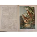 NAUMANN - HISTORIA NATURALNA PTAKÓW / Naturgeschichte der Vögel 449 LITOGRAFII