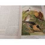 NAUMANN - HISTORIA NATURALNA PTAKÓW / Naturgeschichte der Vögel 449 LITOGRAFII