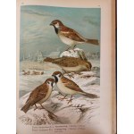 NAUMANN - HISTORIA NATURALNA PTAKÓW / Naturgeschichte der Vögel 449 LITOGRAFII