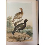 NAUMANN - HISTORIA NATURALNA PTAKÓW / Naturgeschichte der Vögel 449 LITOGRAFII