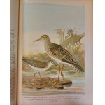 NAUMANN - HISTORIA NATURALNA PTAKÓW / Naturgeschichte der Vögel 449 LITOGRAFII